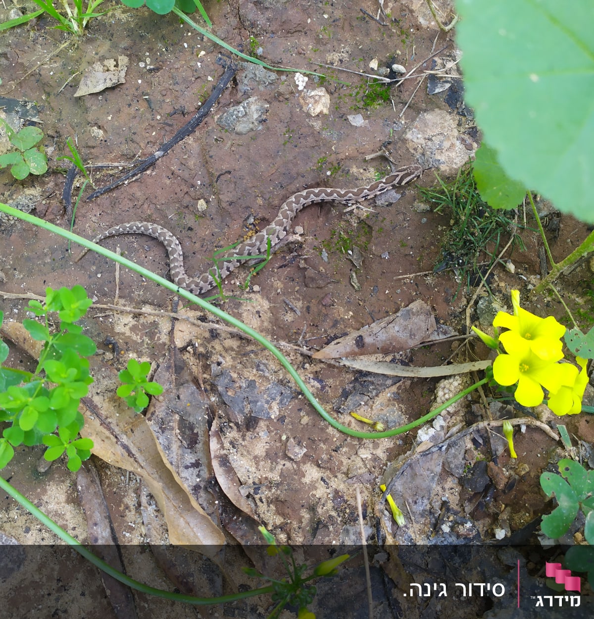נחש קטן בין עלים ופרחים צהובים בגינה